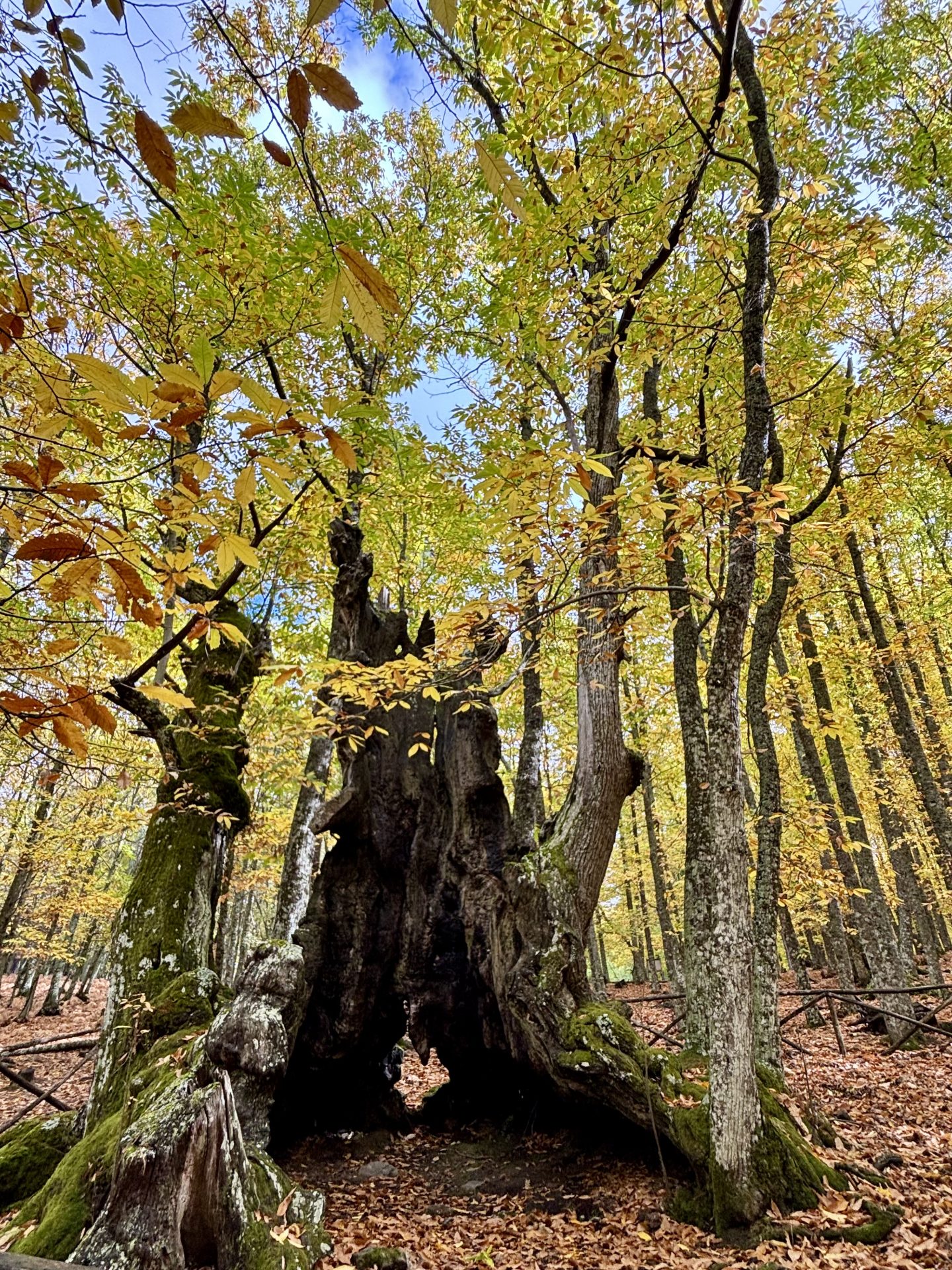 El Abuelo, castaño de más de 500 años en el Castañar de El Tiemblo