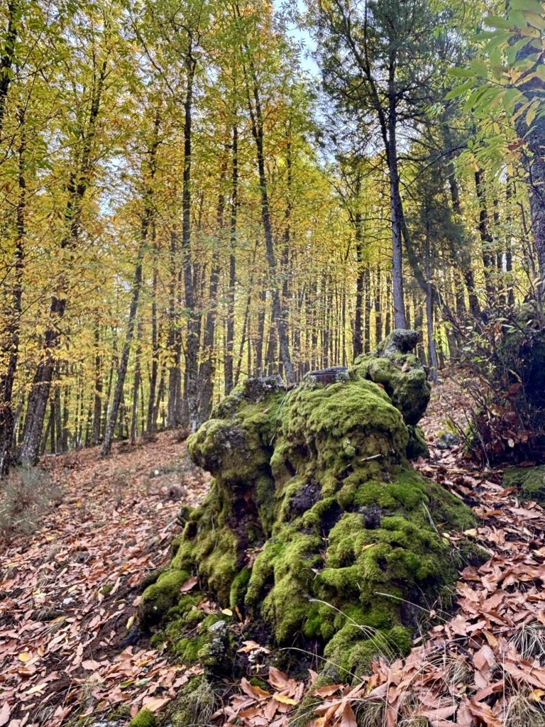 Ruta circular de El Castañar