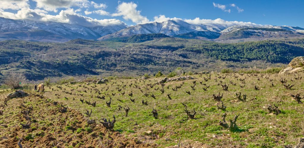 Foto de la bodega Rico Nuevo en Burgohondo