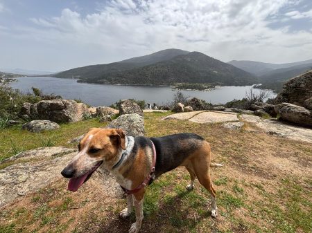 Perrete en el mirador del Banco de El Burguillo, con la vista del Valle de Iruelas y el Embalse